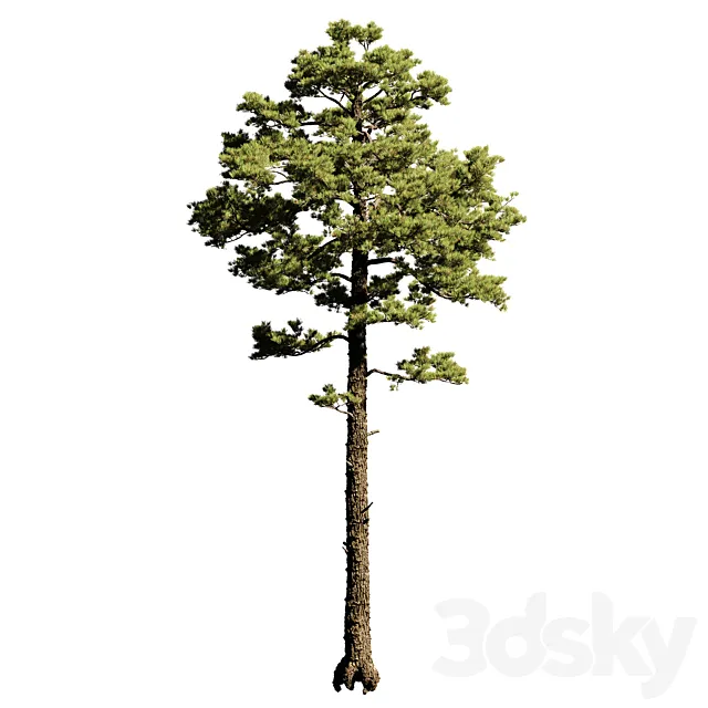 Pinus 10 3dsMax Model