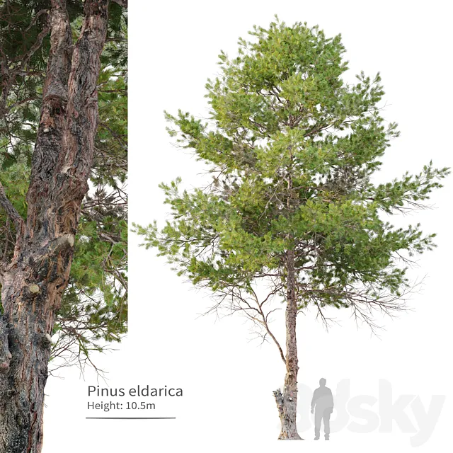 pinus eldarica 3ds Max