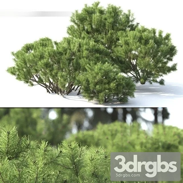 Pinus Mugo 2 3dsmax Download