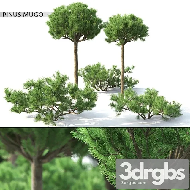 Pinus Mugo 3 3dsmax Download