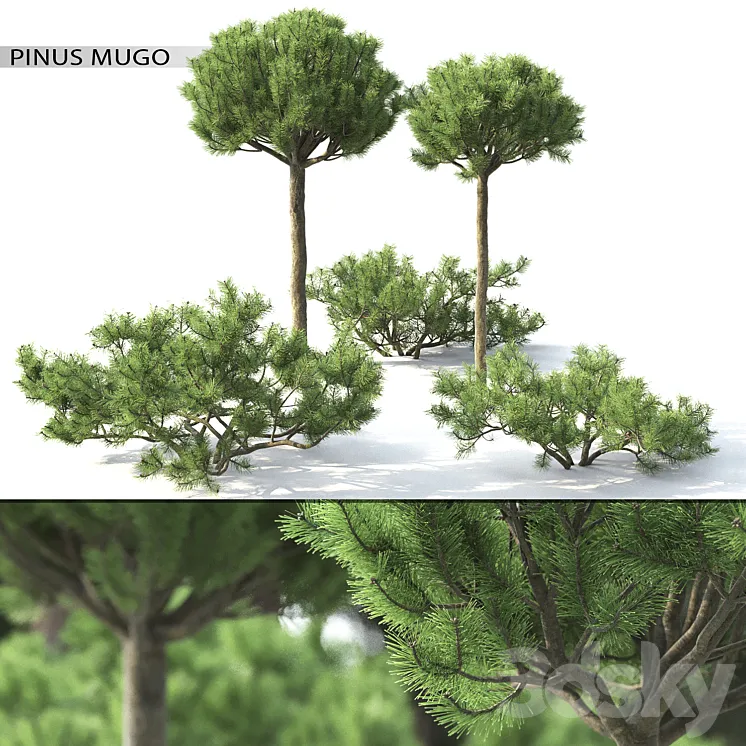 Pinus Mugo 3 3DS Max
