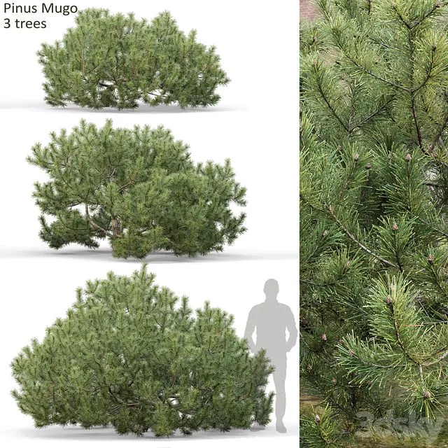 Pinus mugo 3 tree 3dsMax Model
