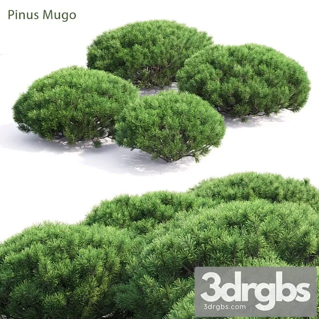 Pinus Mugo 3dsmax Download