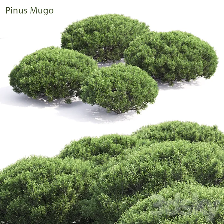 Pinus Mugo 3DS Max