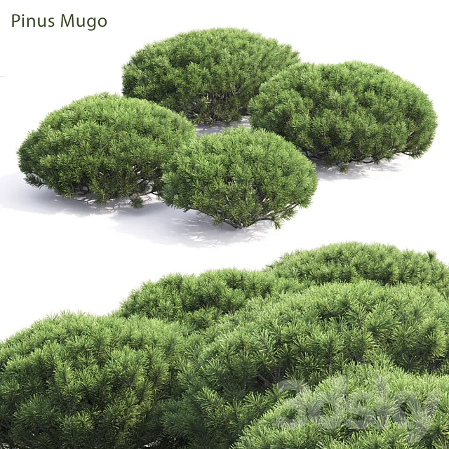 Pinus Mugo 3DSMax File