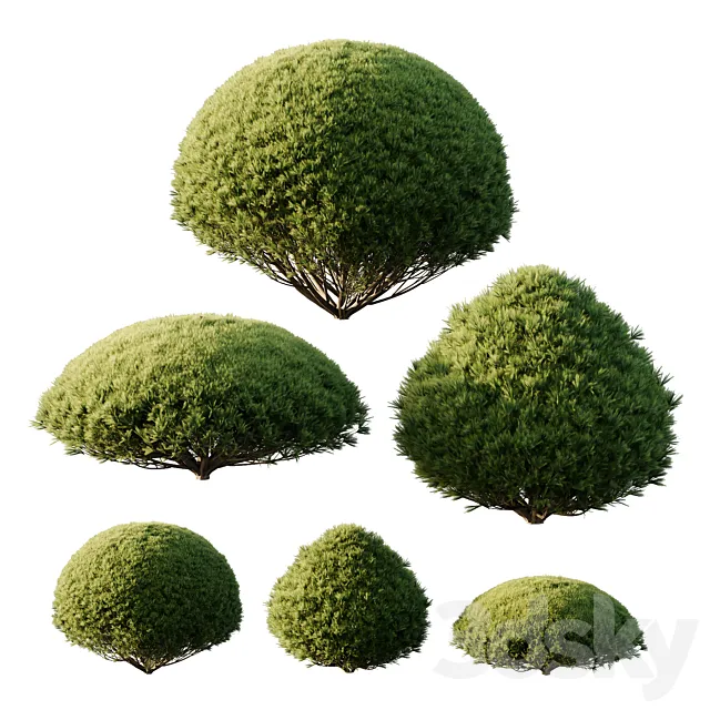 Pinus Mugo Bush03 3ds Max