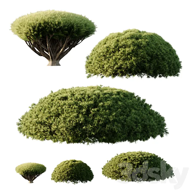 Pinus Mugo Bush07 3dsMax Model