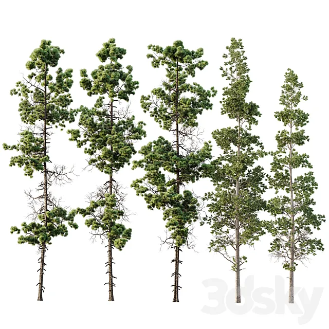 Pinus Palustris and Sphaeropteris Lepifera 3DS Max Model