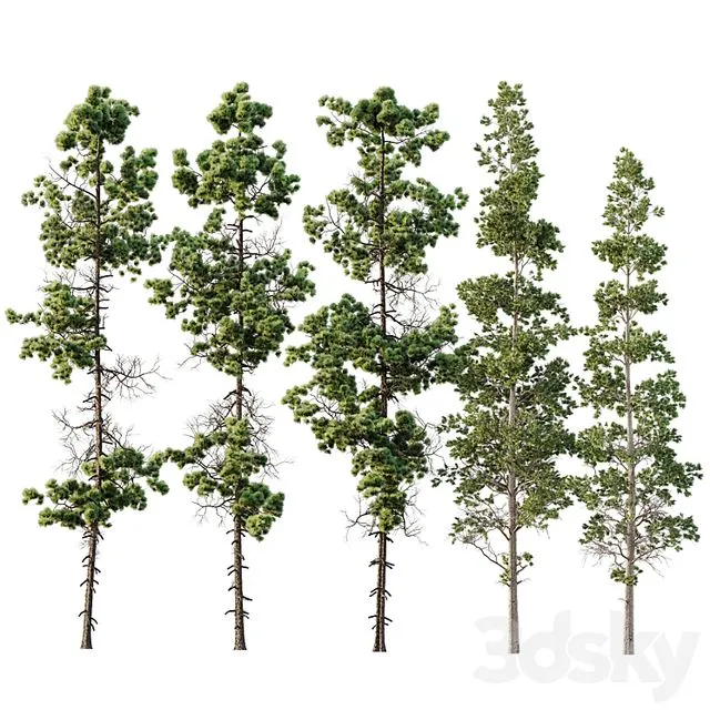 Pinus Palustris and Sphaeropteris Lepifera 3dsMax Model