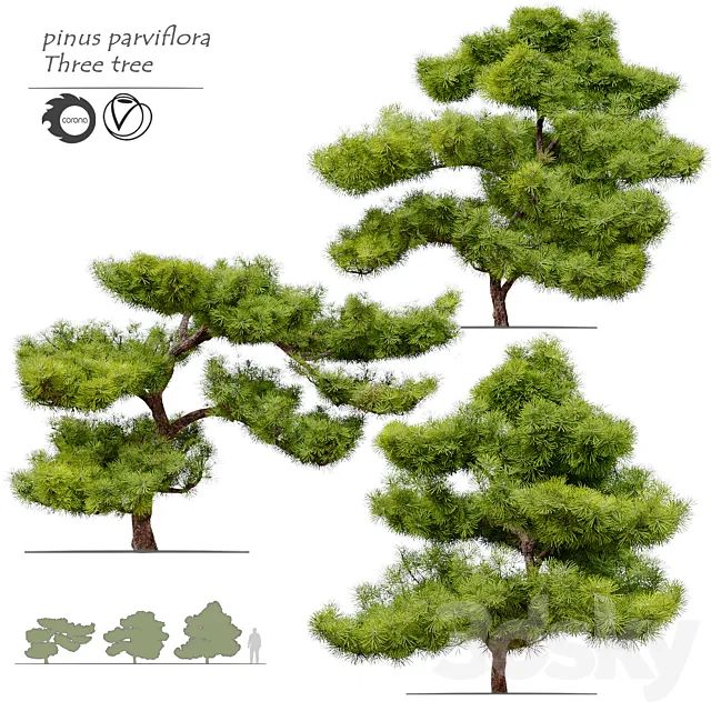 pinus parviflora 3DSMax File