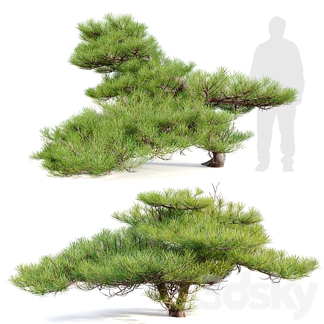 Pinus Pentaphylla 02 3ds Max