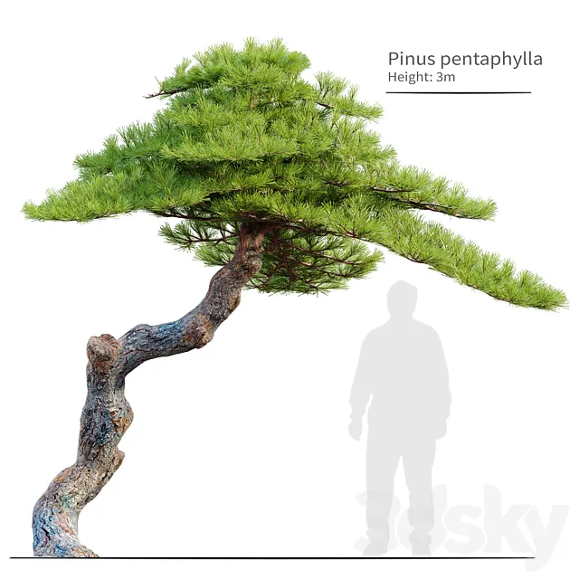 Pinus pentaphylla 3DSMax File