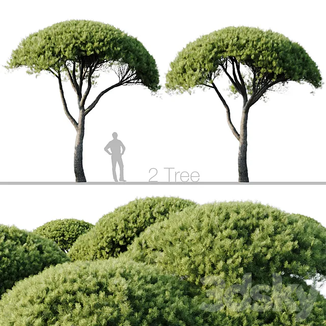 Pinus Pinea 13m and 12m 3DS Max Model