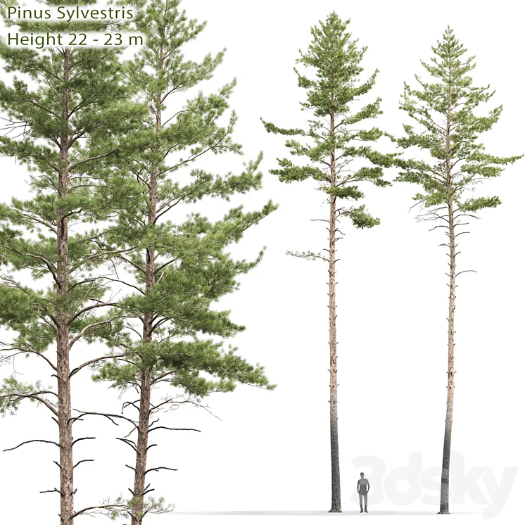 Pinus sylvestris # 10 (22-23m) 3DS Max
