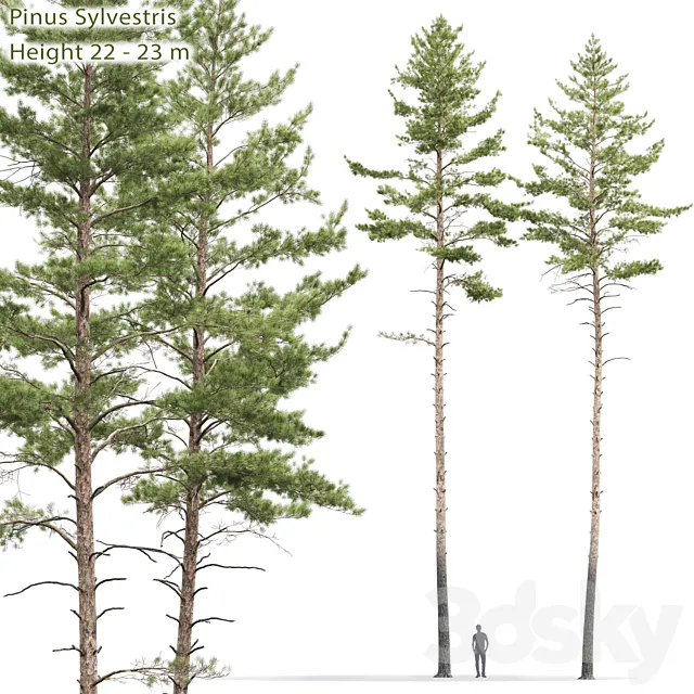 Pinus sylvestris # 10 (22-23m) 3DSMax File