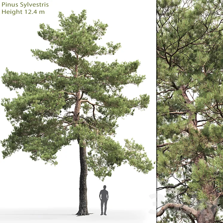 Pinus Sylvestris # 13 (12.4m) 3DS Max