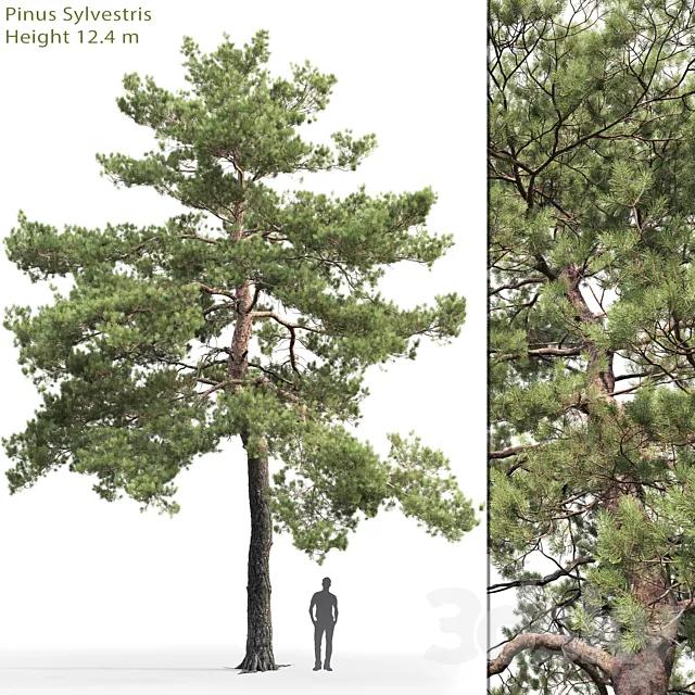 Pinus Sylvestris # 13 (12.4m) 3DSMax File