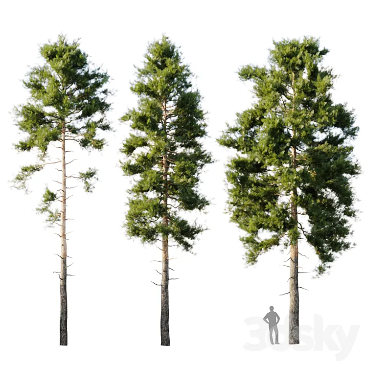Pinus sylvestris 18m 3DS Max