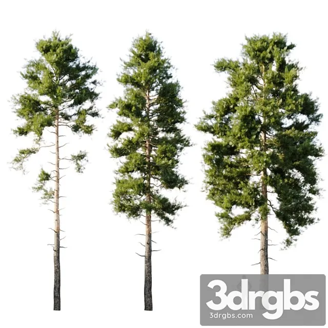 Pinus sylvestris 18m