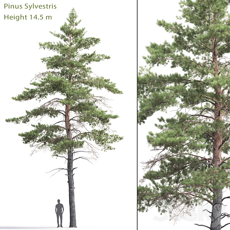 Pinus Sylvestris # 6 (14.5m) 3DS Max