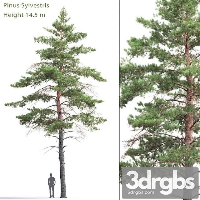 Pinus sylvestris _22
