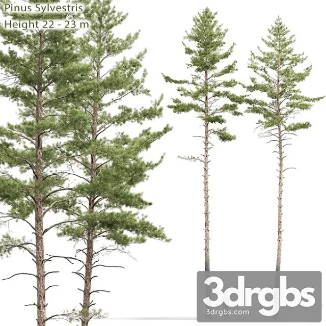 Pinus Sylvestris Tree 10 3dsmax Download