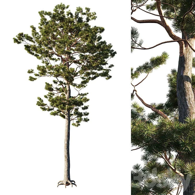 Pinus sylvestris tree 3DS Max