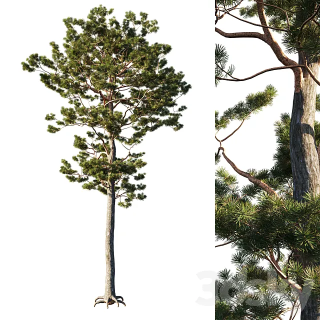 Pinus sylvestris tree 3DSMax File