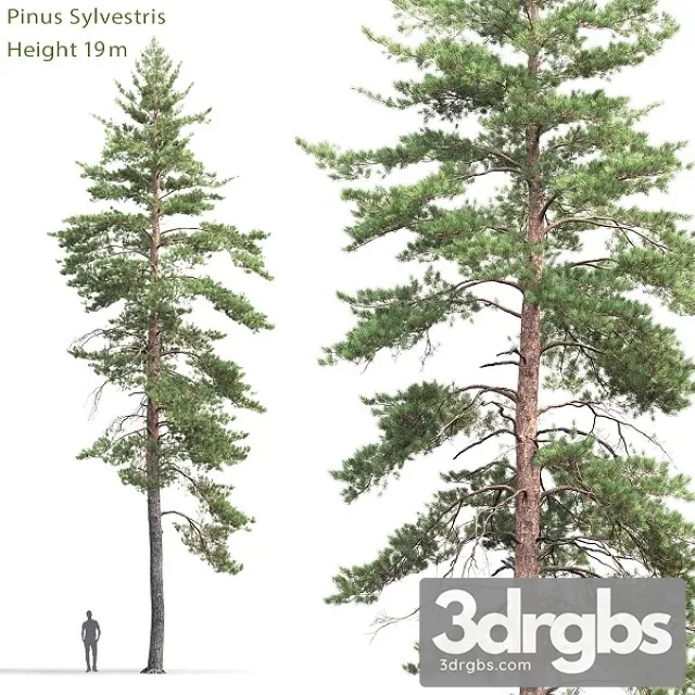 Pinus Sylvestris Tree 8 3dsmax Download
