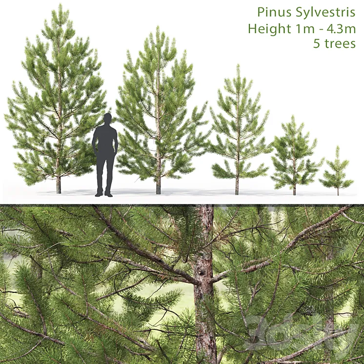Pinus sylvestris young # 2 (1-4.3m) 3DS Max