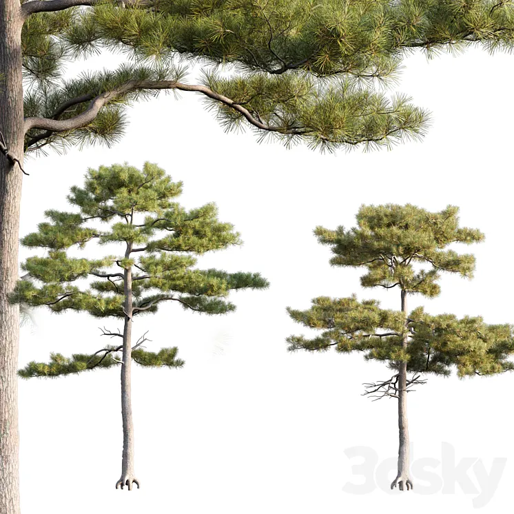 Pinus tabuliformis # 2 3DS Max Model