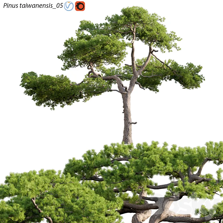 Pinus taiwanensis | Taiwan red pine | Pine | 05 3DS Max Model