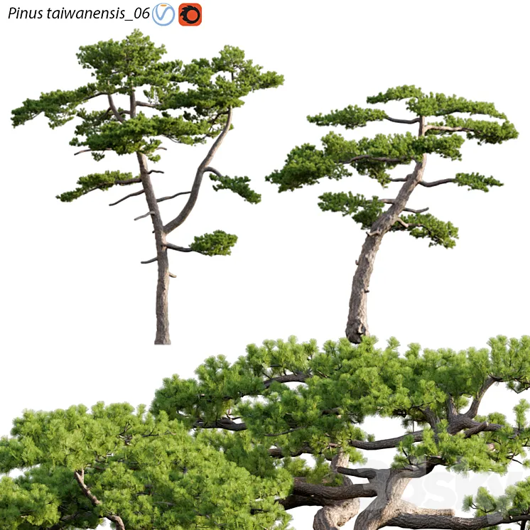 Pinus taiwanensis | Taiwan red pine | Pine | 06 3DS Max Model