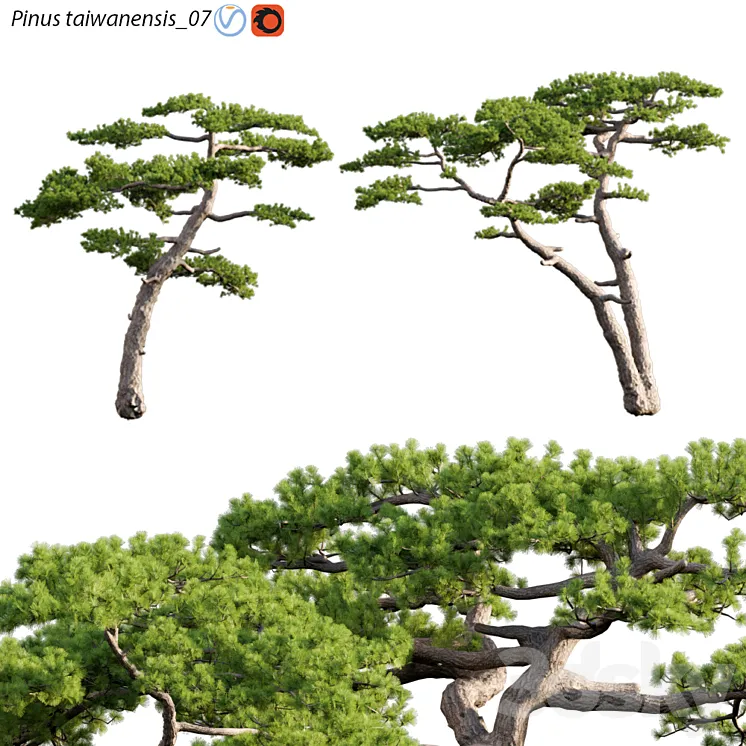 Pinus taiwanensis | Taiwan red pine | Pine | 07 3DS Max Model