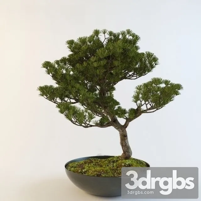 Pinus Thunbergii Bonsai 3dsmax Download