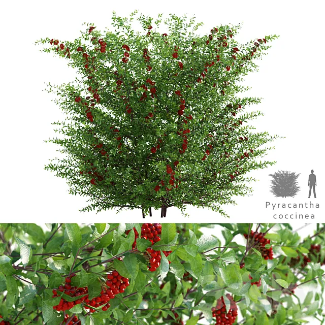 Pirakanta ala | Pyracantha coccinea 3ds Max