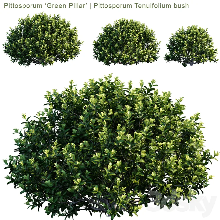 “Pittosporum “”Green Pillar”” | Pittosporum tenuifolium bush” 3DS Max