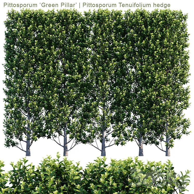 Pittosporum 'Green Pillar' | Pittosporum Tenuifolium hedge | 1m8 3DS Max