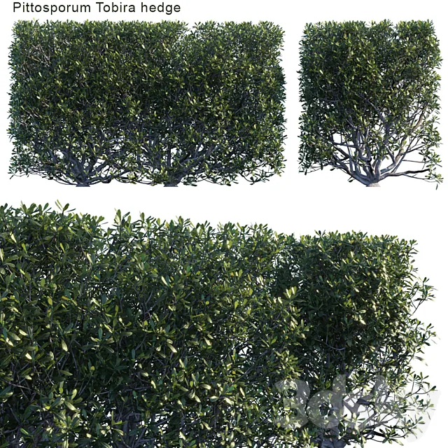 Pittosporum tobira hedge 3ds Max