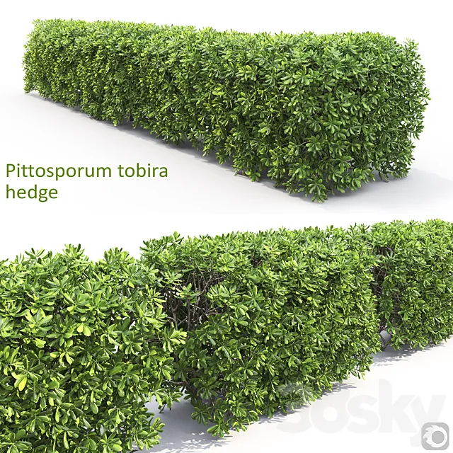 Pittosporum Tobira Hedge 3dsMax Model