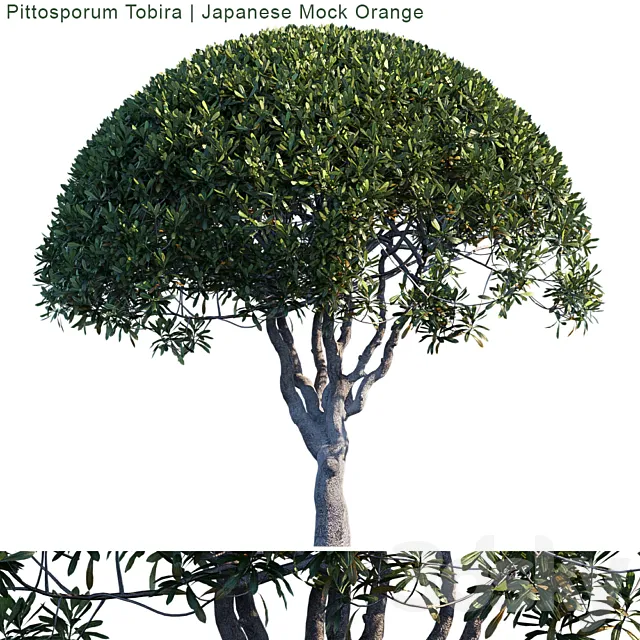 Pittosporum Tobira | Japanese Mock Orange 3DS Max Model