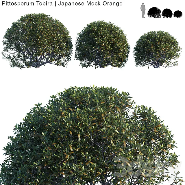 Pittosporum Tobira | Japanese Mock Orange bush 3ds Max