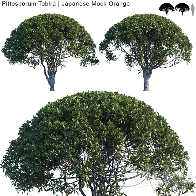 Pittosporum Tobira | Japanese Mock Orange var2 3DSMax File