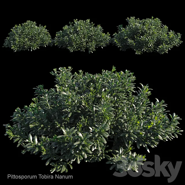 Pittosporum tobira nanum 3ds Max