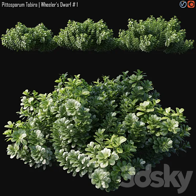 Pittosporum Tobira | Wheeler’s Dwarf # 1 3DS Max Model