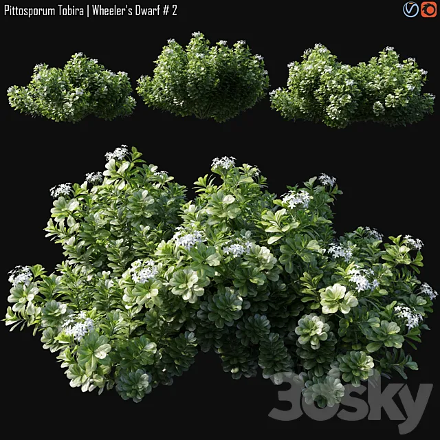 Pittosporum Tobira | Wheeler’s Dwarf # 2 3ds Max