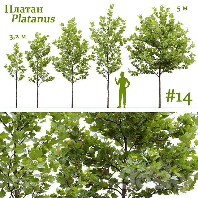 Plane-tree _ Sycamore _ Platanus #14 3ds Max