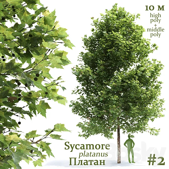 Plane-tree _ Sycamore _ Platanus #2 3DS Max Model