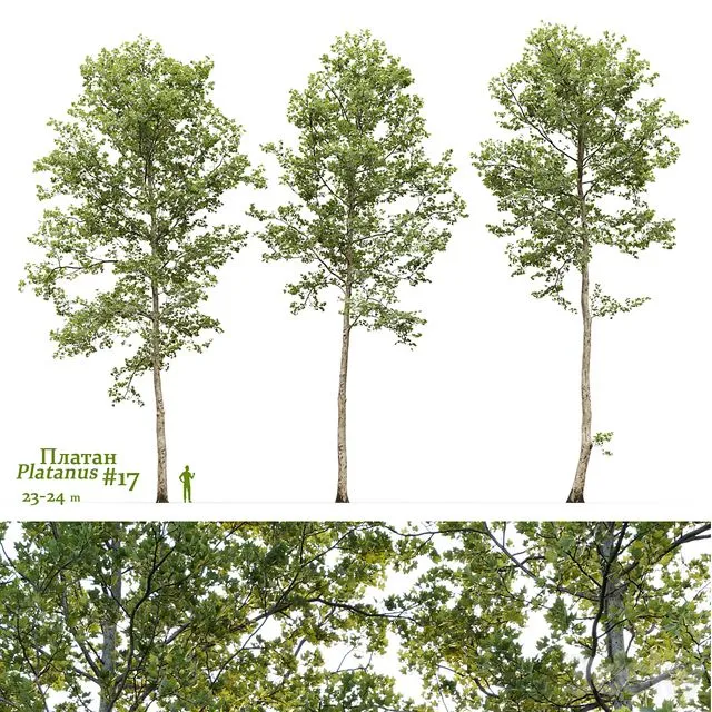 Plane-tree Sycamore Platanus #17 3dsMax Model