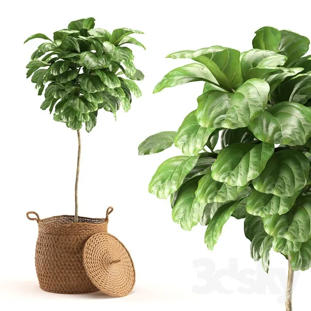 Plant 011 – Ficus Lyrata 3dsMax Model